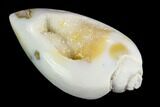 Chalcedony Replaced Gastropod With Druzy Quartz - India #123329-1